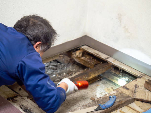 Best Crawl Space Mold Removal  in Kiawah Island, SC