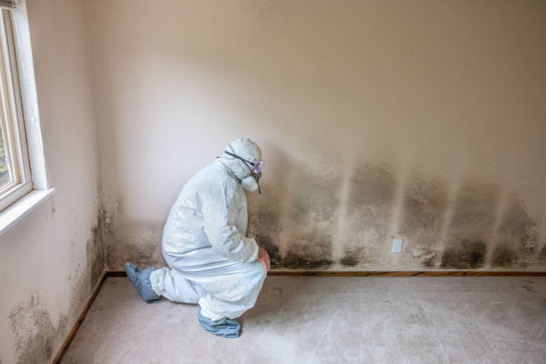 Mold Removal Process in Kiawah Island, SC